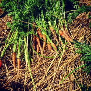 Carrot thinings