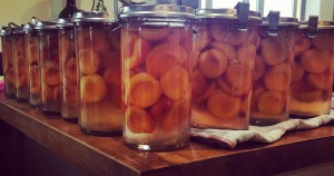 Jars (not cans) of apricots!