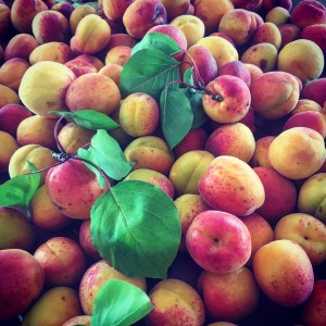 Foraged Apricots
