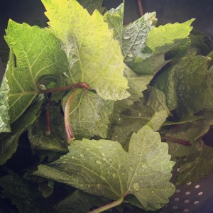 Pinot grape leaves washed and ready for preserving.