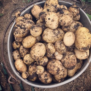 Hand dug Jersey Benne new potatoes.